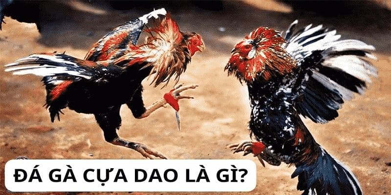 Đá gà cựa dao và những thông tin chuẩn cho bạn