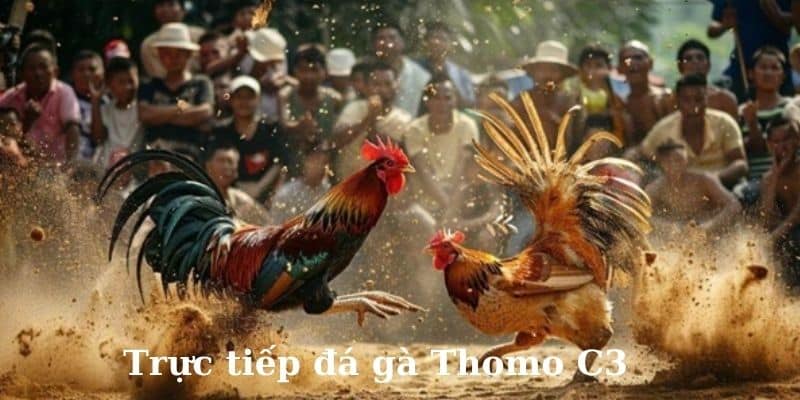 Tìm hiểu chi tiết về nền tảng trực tiếp đá gà Thomo C3